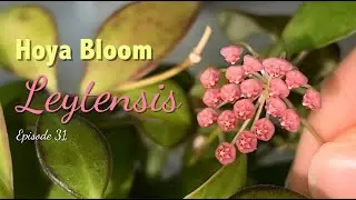 🌸 Хойя Лейтенсис | Советы по уходу | ЦВЕТЕНИЕ ХОЙИ | Рост цветоноса | Форма | Продолжительность цветения | Аромат