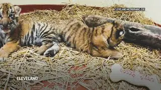 Ohio zoo welcomes birth of 2 endangered tiger cubs