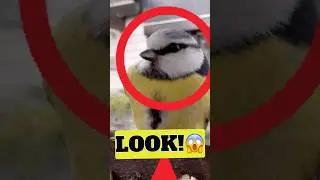 Bird REACTS to Snow Feeder in 7 Seconds 😱