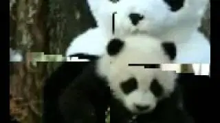 En liten panda video:)