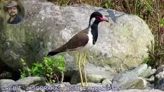 Red wattled lapwing Bird Video.