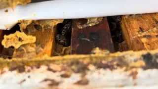 27.01.2026 Ankara’dan Selamlar#arıcılık#bal#bee#honey#polen#anaarı#doğa