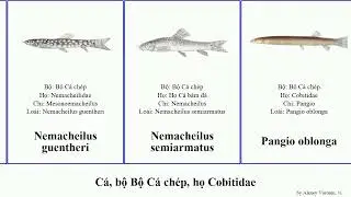 C&aacute;, bộ Bộ C&aacute; ch&eacute;p, họ Cobitidae fish brucei leonardi striata taenia oblonga Nemacheilus Pangio rắn