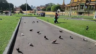 A flock of pigeons in front of the Royal Palace of the Kingdom of Cambodia