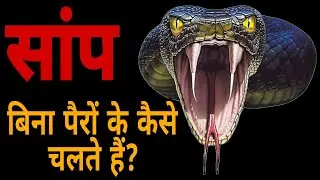 The Mystery:  How Snake Move