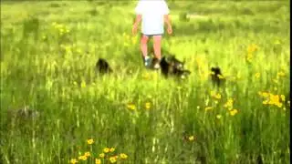 PACK OF WOLF CROSS PUPPIES IN FLORIDA PART 4