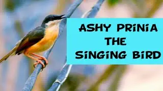The singing bird (Ashy prinia)