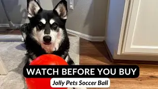 The Jolly Pets Soccer Ball is the Best, Indestructible Outdoor Ball For Dogs