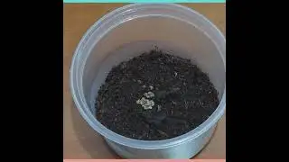 Hormiguero, para Iniciar Colonia de Atta. hormiga roja, Cortadora de hojas, cosechadora, Chicatanas.