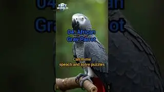 Top 10 smartest animals in the world #smartest #animals #world🌎#top 10 #short videos