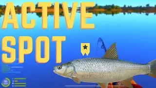 Active Asp and Catfish Spot | Akhtuba | Russian Fishing 4 | Nov 13 2021