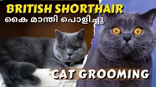 BRITISH SHORTHAIR CAT നെ GROOM ചെയ്തു നല്ല മാന്തും കിട്ടി | കൈ മാന്തി പൊളിച്ചു | Cat Full Grooming |