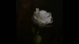 i did not turn my face from you - bewttah, Sushant, ciaffa (slowed)