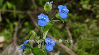 Commelina tuberosa blue flower glowing in natural light
