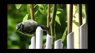Die Blaumeise ist eine Vogelart 3