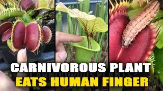 CARNIVOROUS PLANTS EATING SONG