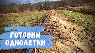 Когда проводить первую обрезку голубики. Посадка на холм
