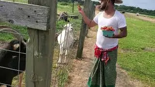 Feeding Gots | Glover Farms | Long Island New York
