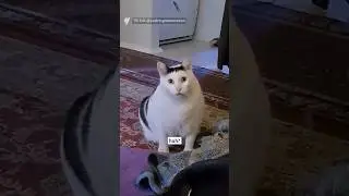 Huh Cat: Where are they now?