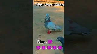 kabootar/ki/ video😈👽☠️#kabootar #birds #youtubeshorts #shorts 👿