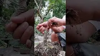 BONSAI FICUS || ROOT PRUNING || FICUS SALICARIA