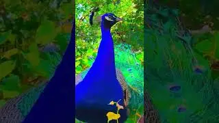 #animals #bestbirdshots #nuts #bhfyp #parrot #your #photography#naturelovers#pets#birds #birdsounds