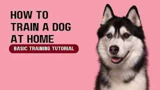 Dog Training 101: How to Train ANY DOG the basics