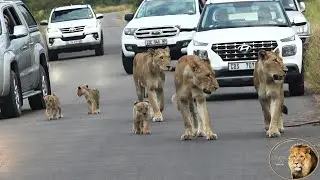 Cubs Of Casper The White Lion And Brothers - Welcome To The REAL World Of Kruger Park