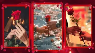 Happy Rose day status | Rose day  4k status | Rose day  2023 whatsapp status