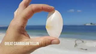 Shelling Adventures - Pass-a-Grille Beach, Summer - Fall 2018