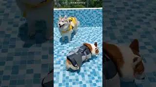 Les chiens ont relevé le défi de la natation 😱🐶 #youtubeshorts #shorts #shortvideo #shortsfeed