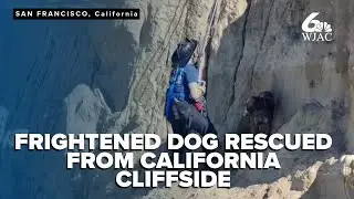CAUGHT ON CAMERA: Dog rescued after falling 40 feet off California cliffside