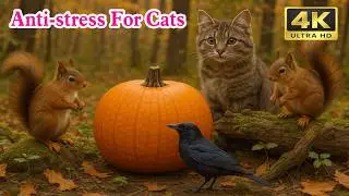 TV For Cat - The Ultimate Hunting Simulator for Cats: 8-Hour TV FOR CATS @PawsFeathersTV64