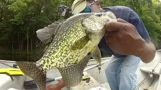 jigging brush piles for crappies