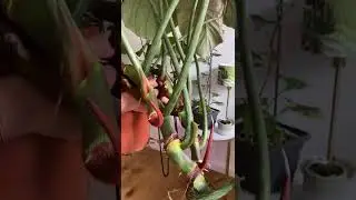 AROID ADDICT PHILODENDRON VARIEGATA(1)
