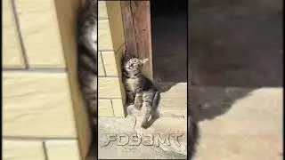💤💤😅😅Collection of cute clips of cats sleeping together🥰💖#cat #shorts #short #memes #funny
