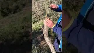 Injerto de pua de melocotonero sobre almendro amargo