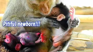 Most cutest newborn monkeys, Pitiful newborn baby weakness by lacking milk and mom ignore with baby