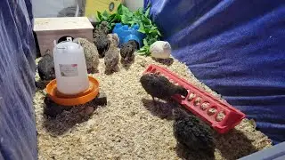 Which Feeder Should You Choose? Quail/Chicken Feeder HONEST REVIEW!