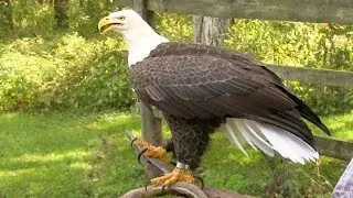 How to Turn a Chicken into a Bald Eagle