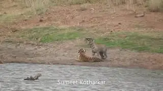 Umred-pauni-karhandla wildlife sanctuary