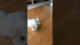 POV: When You Discover You Have a Tail 😂 #HappyPetsHappyHumans #PuppyShorts #TailChasing #FunnyPuppy