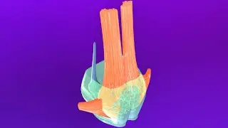 3D Pons Embryology (Metencephalon) - Rhombencephalon Embryology Part 3 - Neuroembryology Part 6