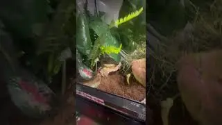 Blood python NATURAL VIVARIUM🥰 #snake