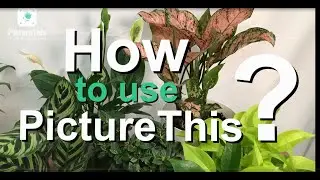 How to Use Picture This App - Detailed Tutorial