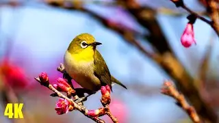 Beautiful Relaxing Birds Flying with Peaceful Music Background