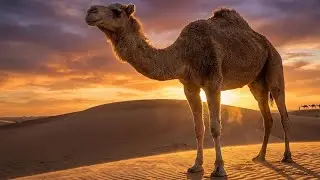 How Does the Camel Survive the Hell of the Desert?🐪#camel #zoovibe