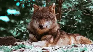 The Red Wolf &ndash; America&rsquo;s Forgotten Predator