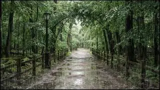 Relaxing Forest Rain at Dusk | Ambient Leaf and Rain Sounds to Help You Deep Sleep Better Naturally