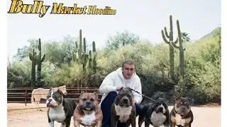 American Bully Bloodlines: Bully Market Bloodline (Episode 2)